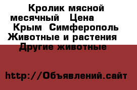 Кролик мясной месячный › Цена ­ 350 - Крым, Симферополь Животные и растения » Другие животные   